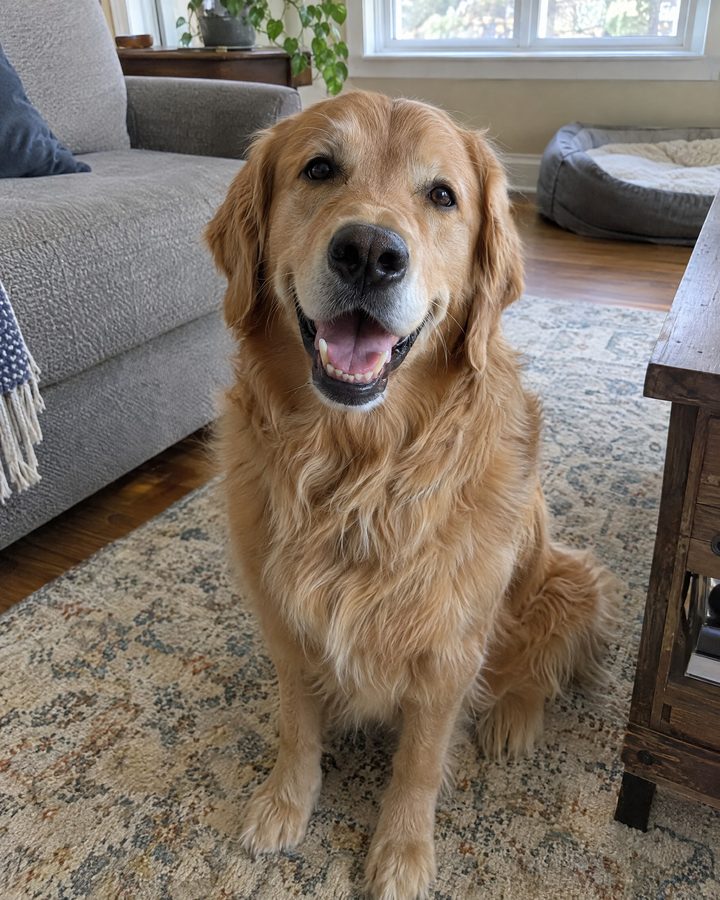 Phone photo of a golden retriever